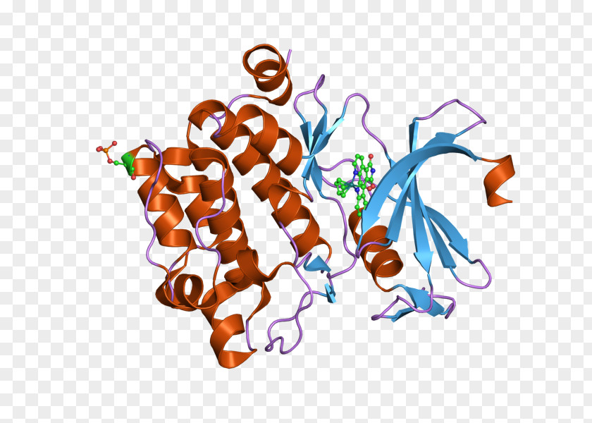 PIM1 PAK4 P21-activated Kinases Epidermal Growth Factor Receptor PNG