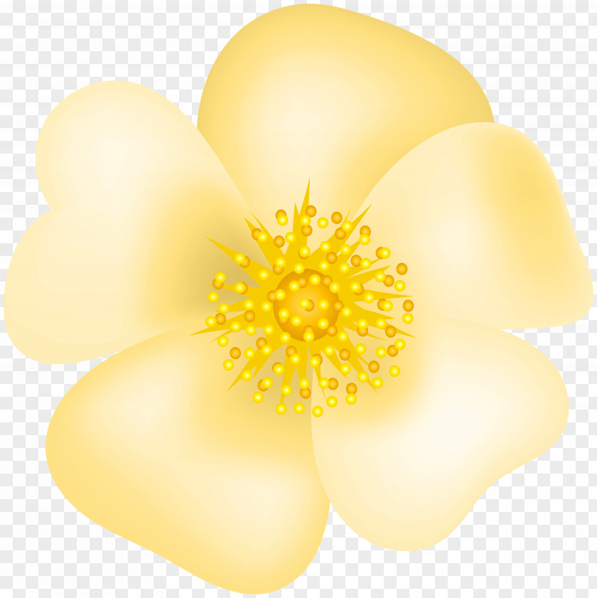 Yellow Rose Blossom Transparent Clip Art Image Petal Commodity PNG