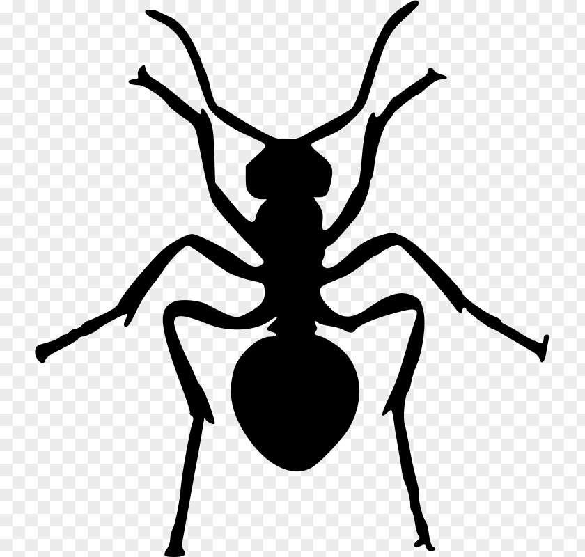 Ants Ant Insect Silhouette Clip Art PNG