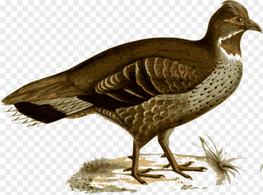 Bird Illustration Grouse Verreaux's Monal-partridge Pheasant Clip Art PNG