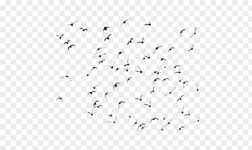 Bird Image Desktop Wallpaper Flock PNG