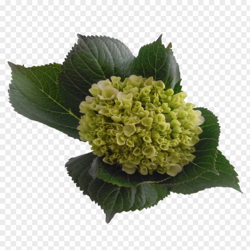 Hydrangea Color Blue-green Yellow PNG