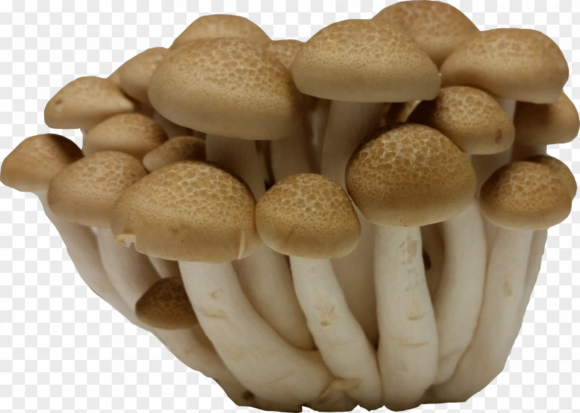 Mushroom Tom Yum Organic Food Edible Hypsizygus Tessellatus PNG