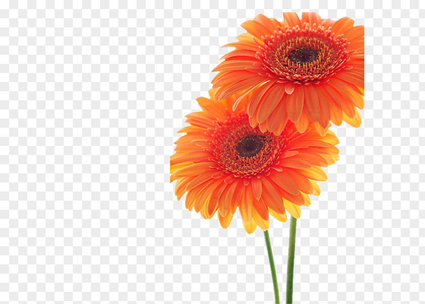 Orange Chrysanthemum Sunflower Student Movement Transvaal Daisy Common PNG
