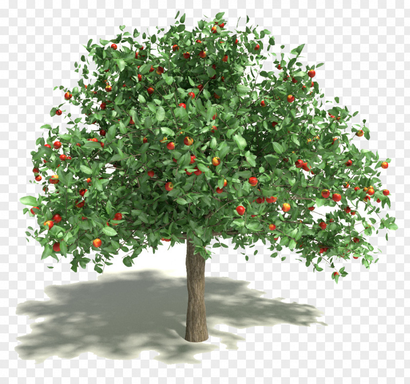 Pomegranate Apple Fruit Tree 3D Modeling Computer Graphics PNG