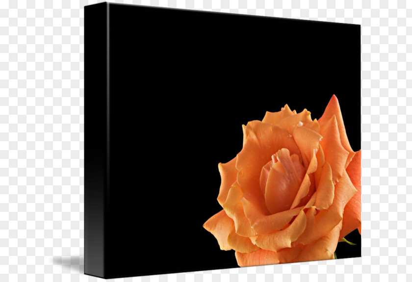 Rose Imagekind Orange Art Poster PNG
