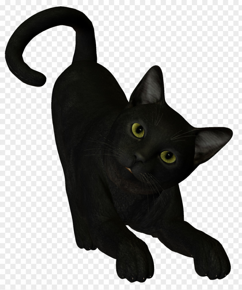 Witch Cat Black Boszorkxe1ny PNG