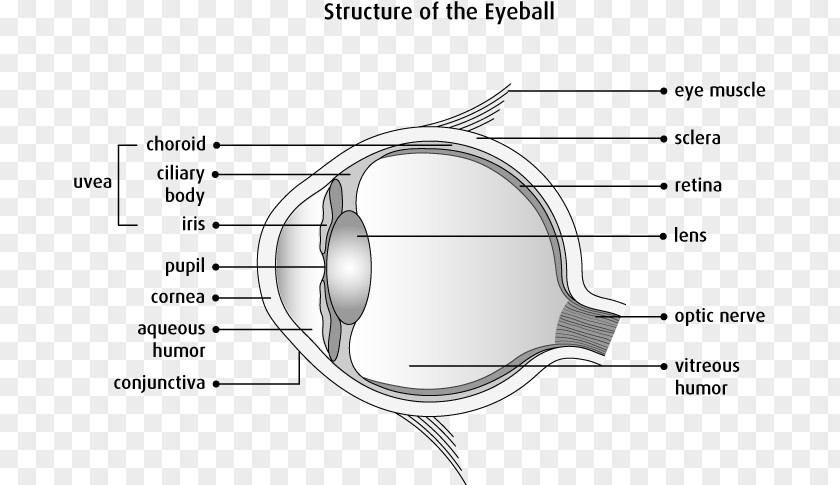 Cancer Cell Details Anatomy Human Eye Physiology Body PNG