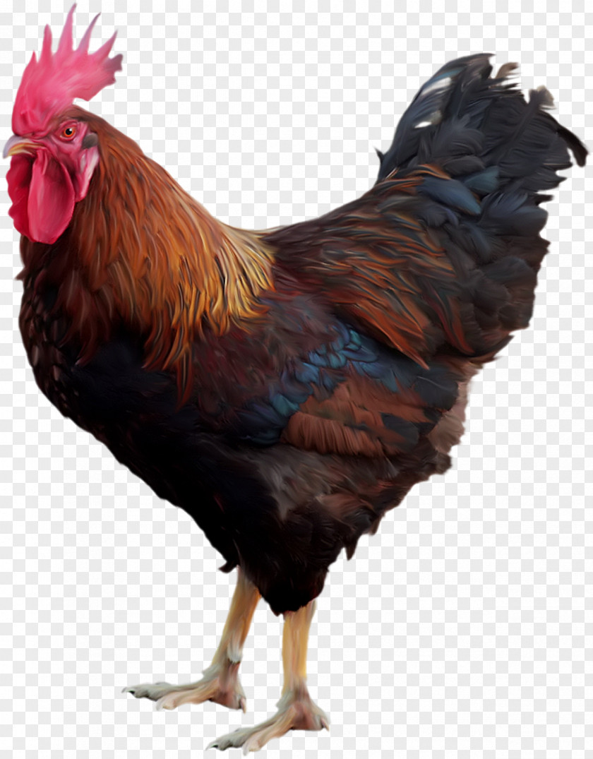 Cock Chicken Rooster PNG