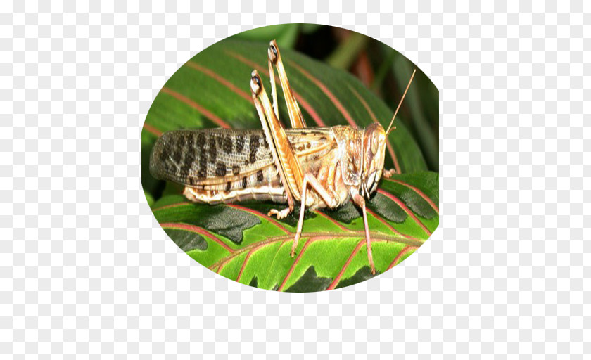 Grasshopper Locust PNG