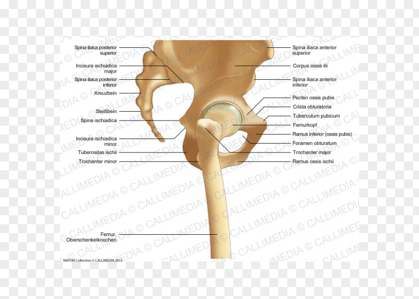 Lesser Trochanter Hip Bone Anatomy Pelvis PNG