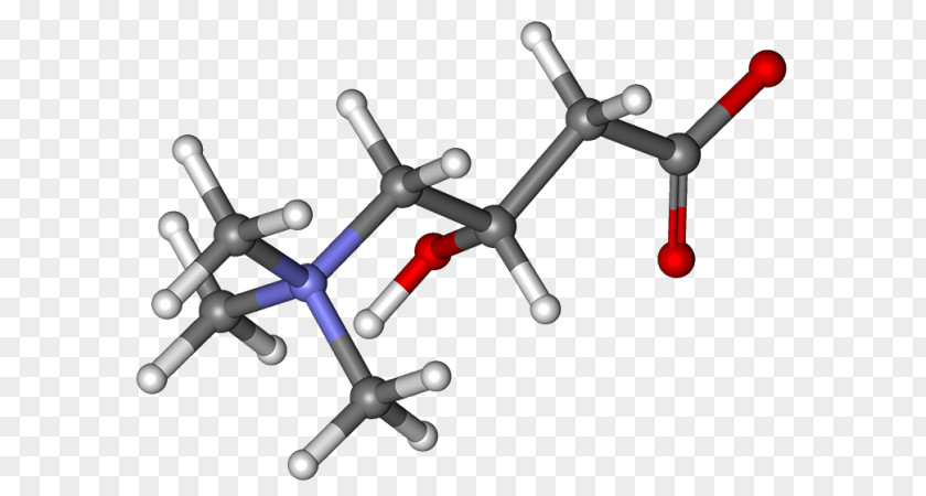 Levocarnitine Systemic Primary Carnitine Deficiency Acetylcarnitine Palmitoyltransferase I Dietary Supplement PNG