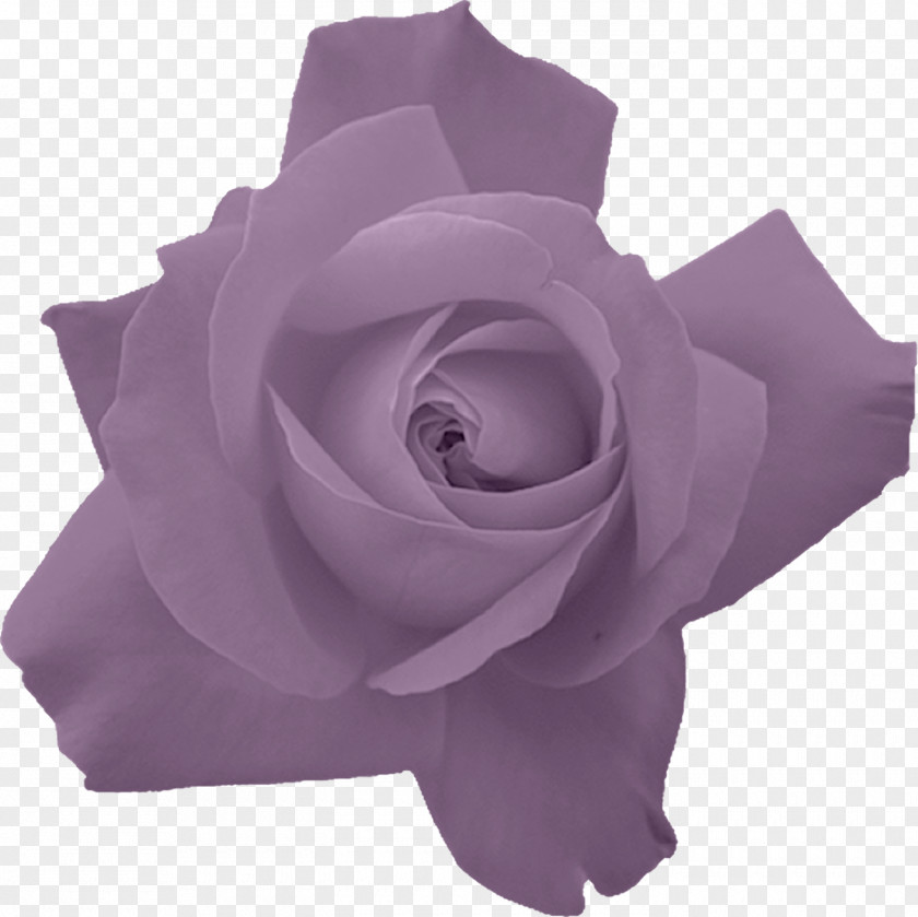 Rose Flower Image Red PNG