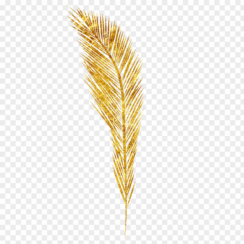 Wheat Emmer Ear Euclidean Vector PNG