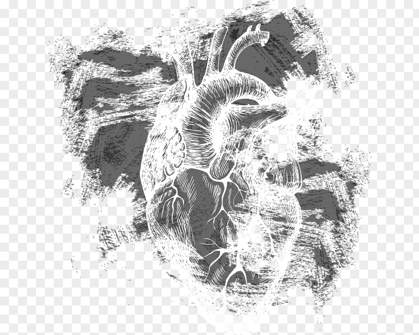 A Heart Euclidean Vector Human Body PNG
