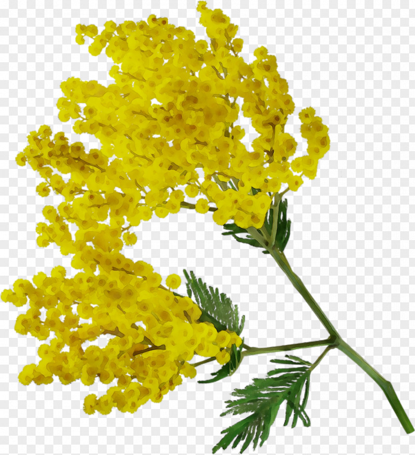 Acacia Dealbata Flower Clip Art PNG