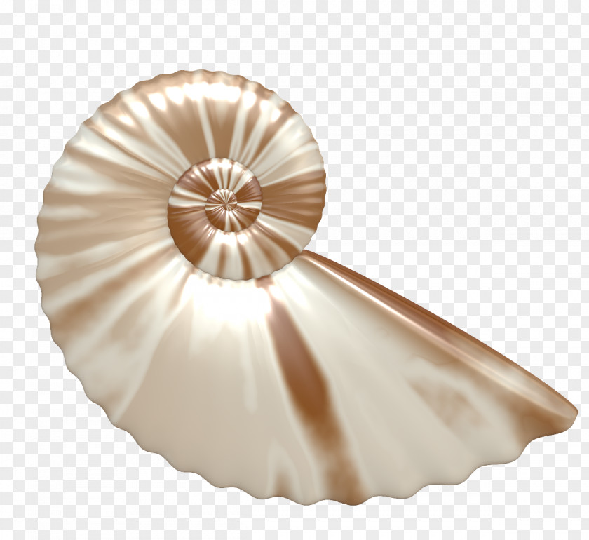 Collections Tinnitus Hyperacusis Mollusc Shell Clip Art PNG