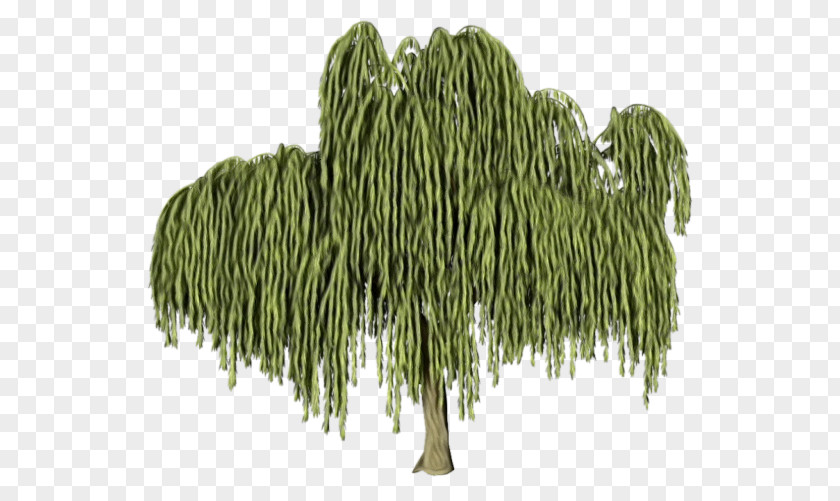 Pine Family Vascular Plant Tree Woody Leaf Willow PNG