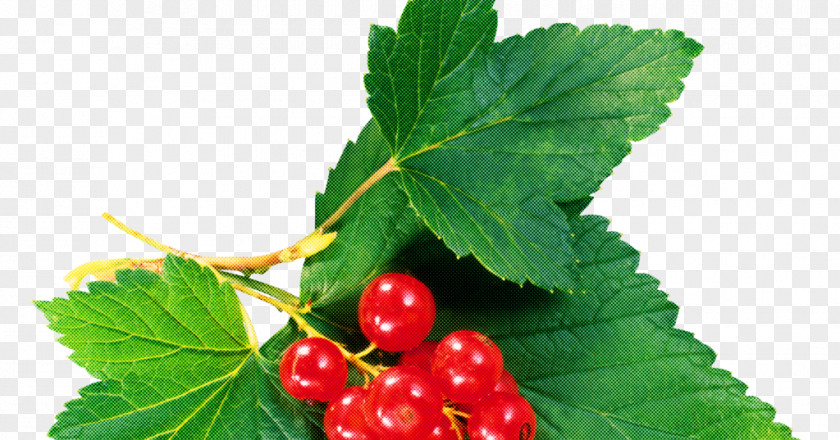 Plant Leaf Berry Flower Fruit PNG