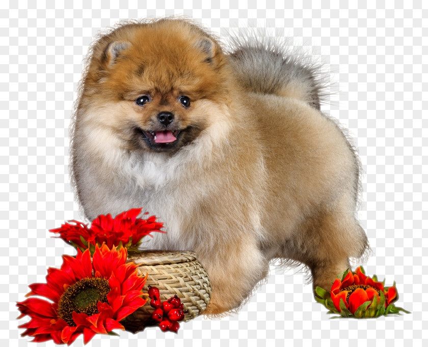 Puppy Love Flowers Dog Clip Art PNG