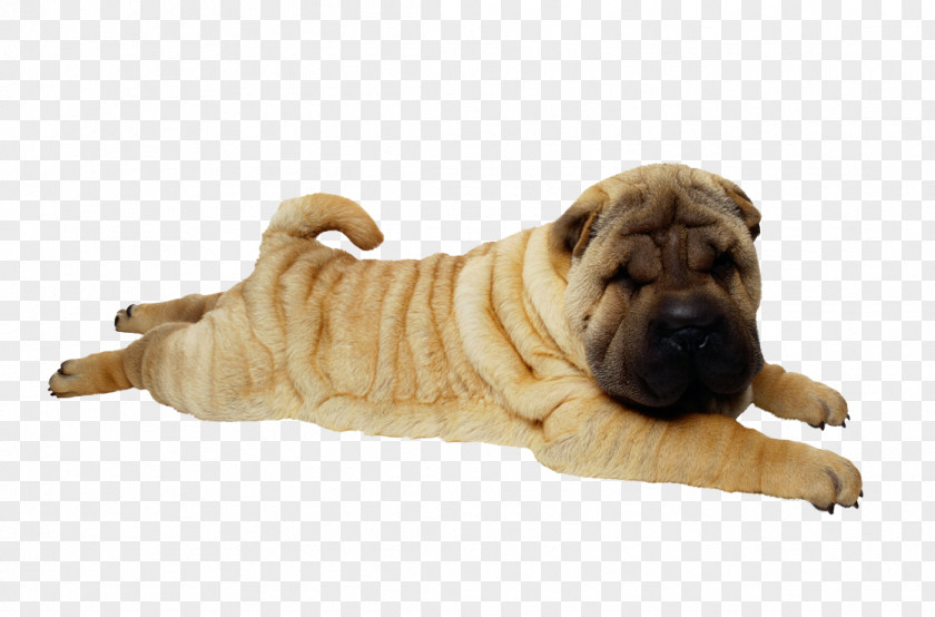 Puppy Shar Pei Bulldog Dog Breed Pug PNG