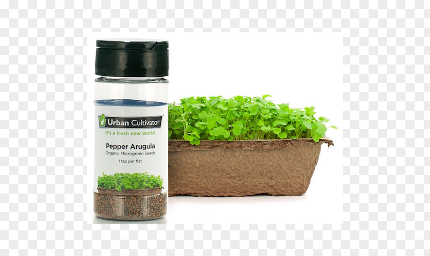 Arugula Urban Cultivator Crop Seed PNG