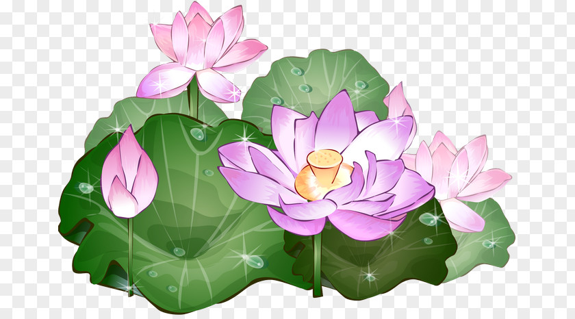 Flower Nelumbo Nucifera Drawing Picture Frames PNG