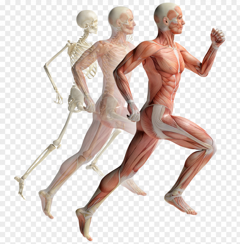 Human Skeleton Running Muscular System Musculoskeletal Muscle Body Anatomy PNG