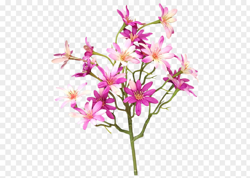 Aster Cut Flower Plant Stem Flowers Shrub Twig PNG