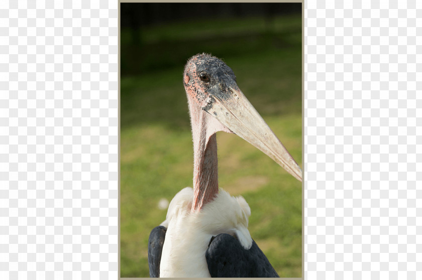 Breakfast Marabou Stork Ca' Bevilacqua B&B Bed And Nature Reserve PNG