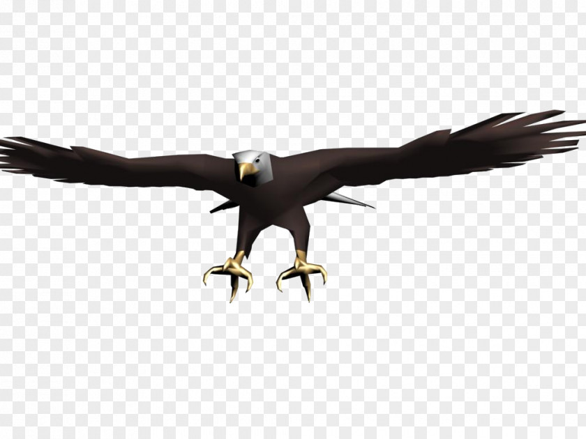 Eagle Black Hawk PNG