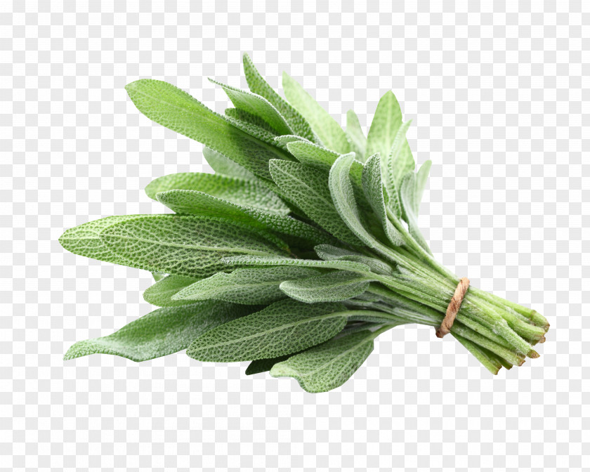 Herb Common Sage Of The Diviners White Herbaceous Plant Fines Herbes PNG