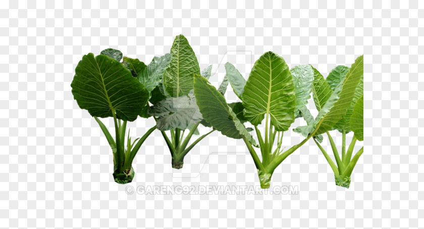 Jungle Forest Leaf Vegetable Herb PNG