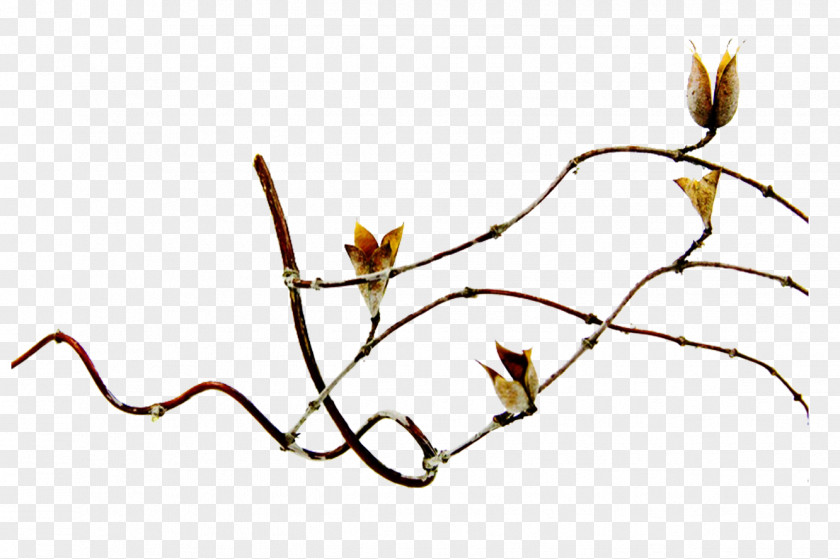 Leaf Branch Clip Art PNG