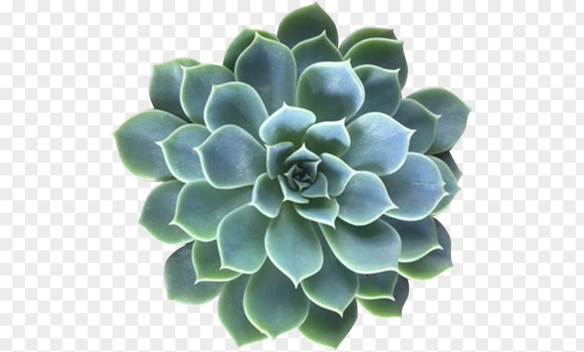 Succulent Plant Echeveria Variegation PNG