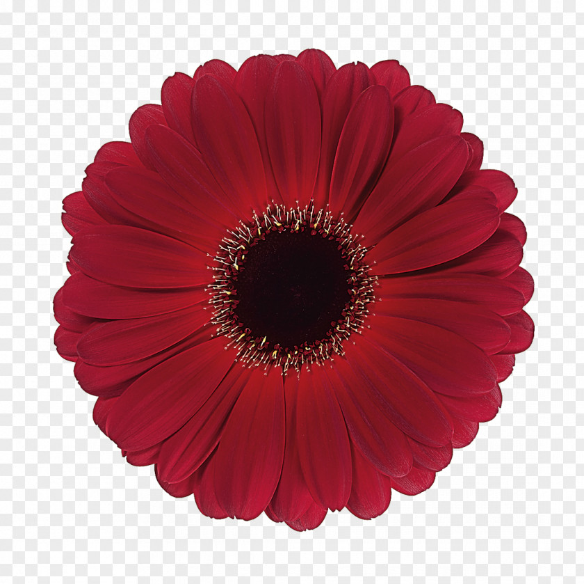 Transvaal Daisy Cloth Napkins Party Cake Paper PNG