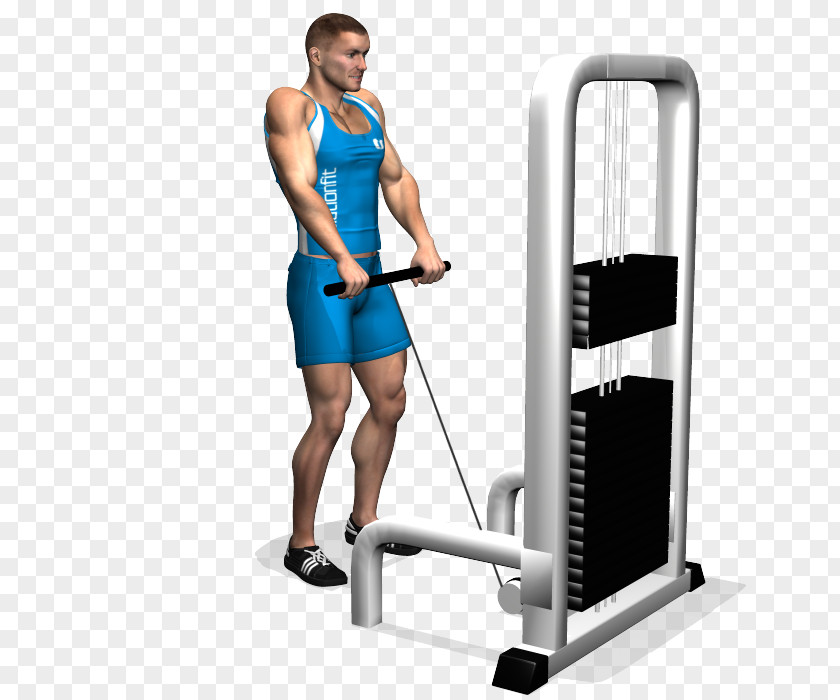 Fitness Trainer Shoulder Shrug Trapezius Dumbbell Exercise PNG