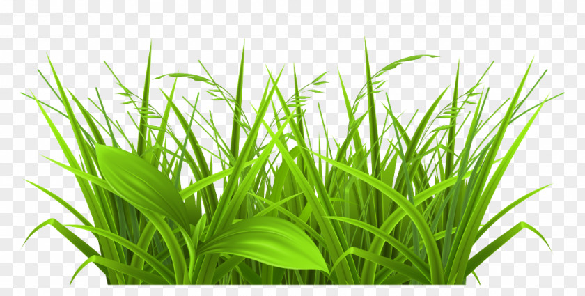 Free Grass Clipart Content Clip Art PNG