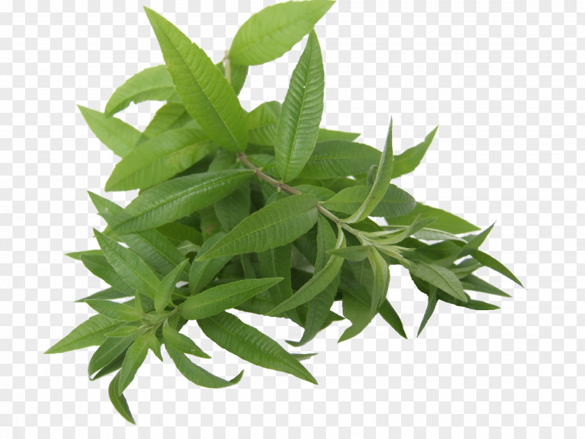 Garlic Provence Herbal Tea Liqueur Aloysia Citrodora PNG