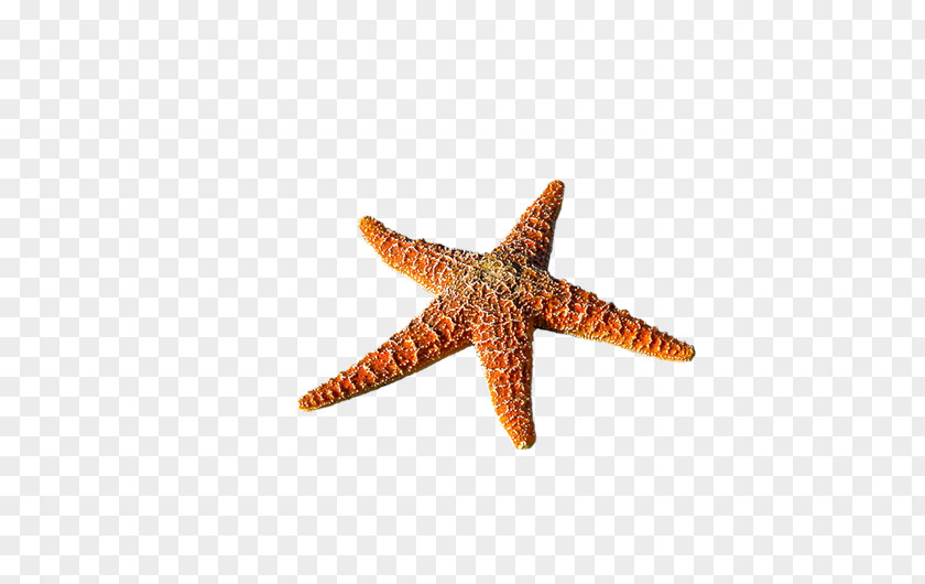 Gg Starfish Beach Seaside Resort Vacation Rental PNG
