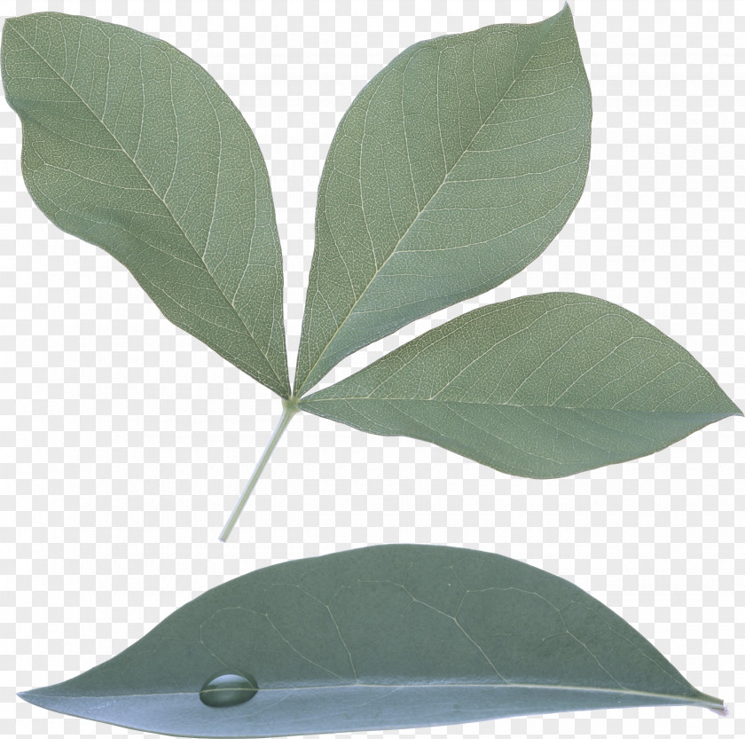 Herb Eucalyptus Leaf Plant Tree Bay Flower PNG