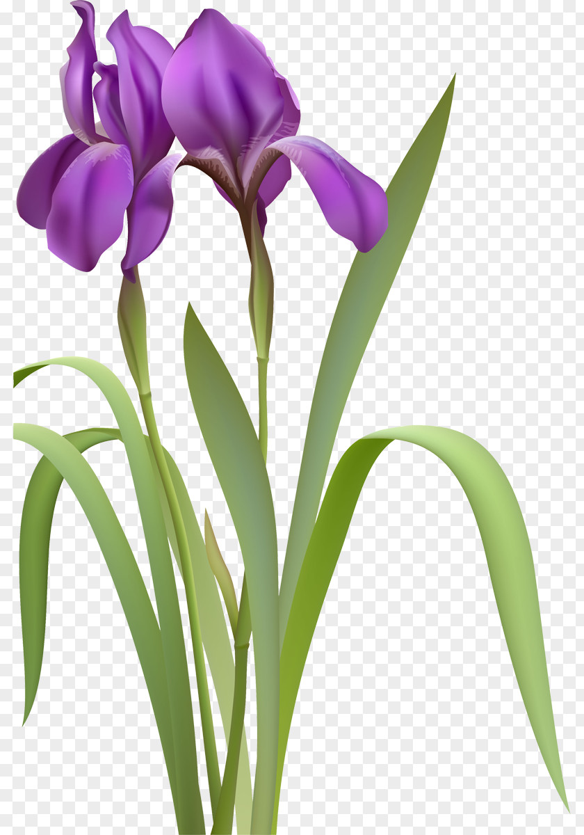 Iris Drawing Clip Art PNG