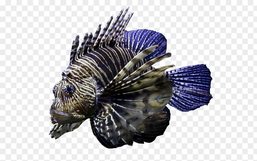 Lionfish Cobalt Blue Fish PNG