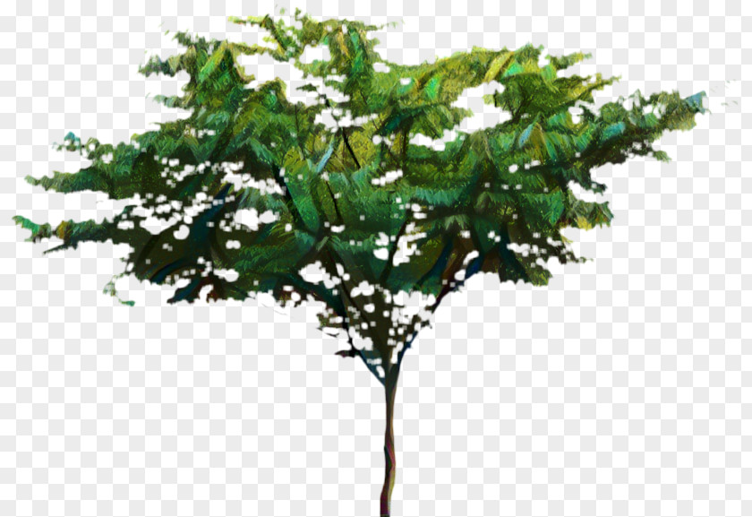 Mock Orange Plant Stem Tree Branch Silhouette PNG