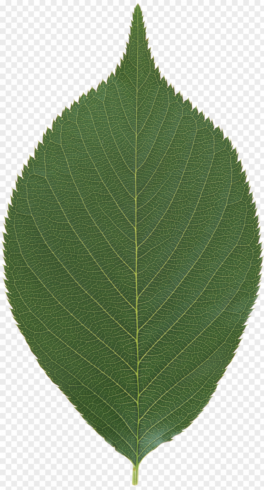 45 Leaf PNG