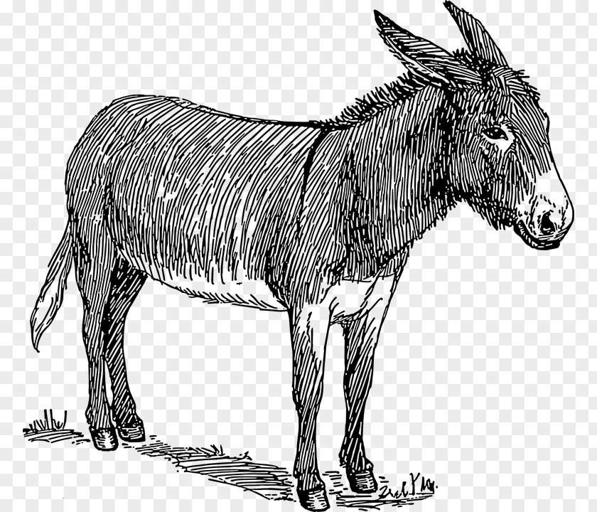 Asino Donkey Drawing Line Art Watercolor Painting PNG