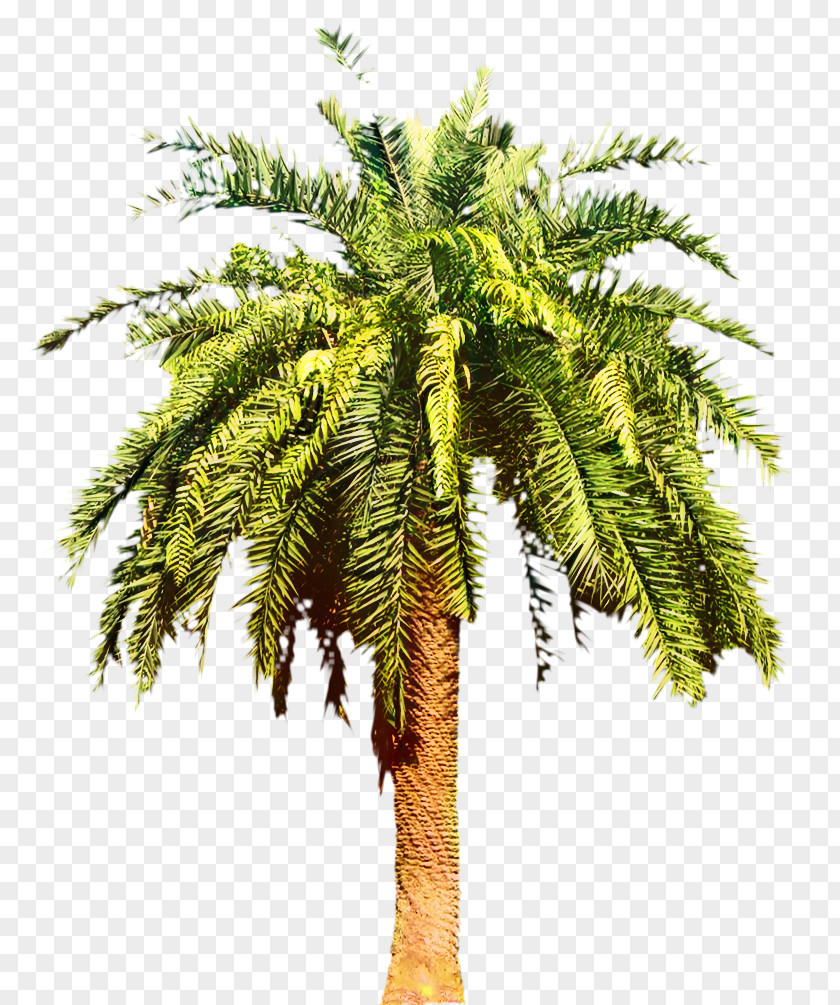 Canary Island Date Palm Trees Shrub PNG