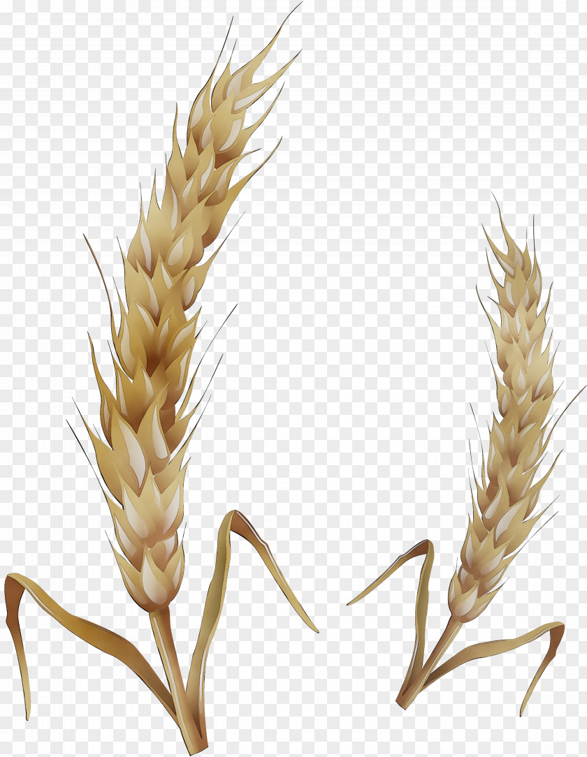 Emmer Spelt Einkorn Wheat Triticale Grain PNG