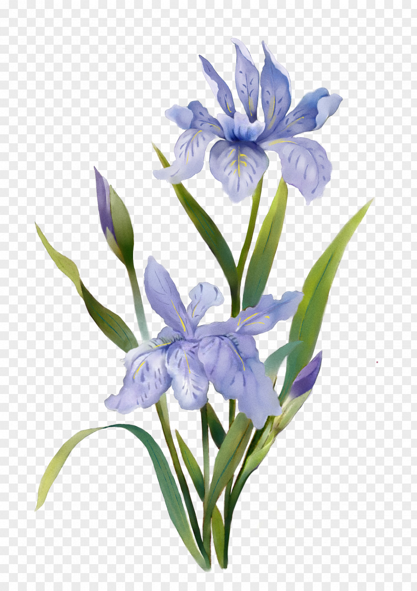 Watercolor Plants Watercolor: Flowers Painting PNG