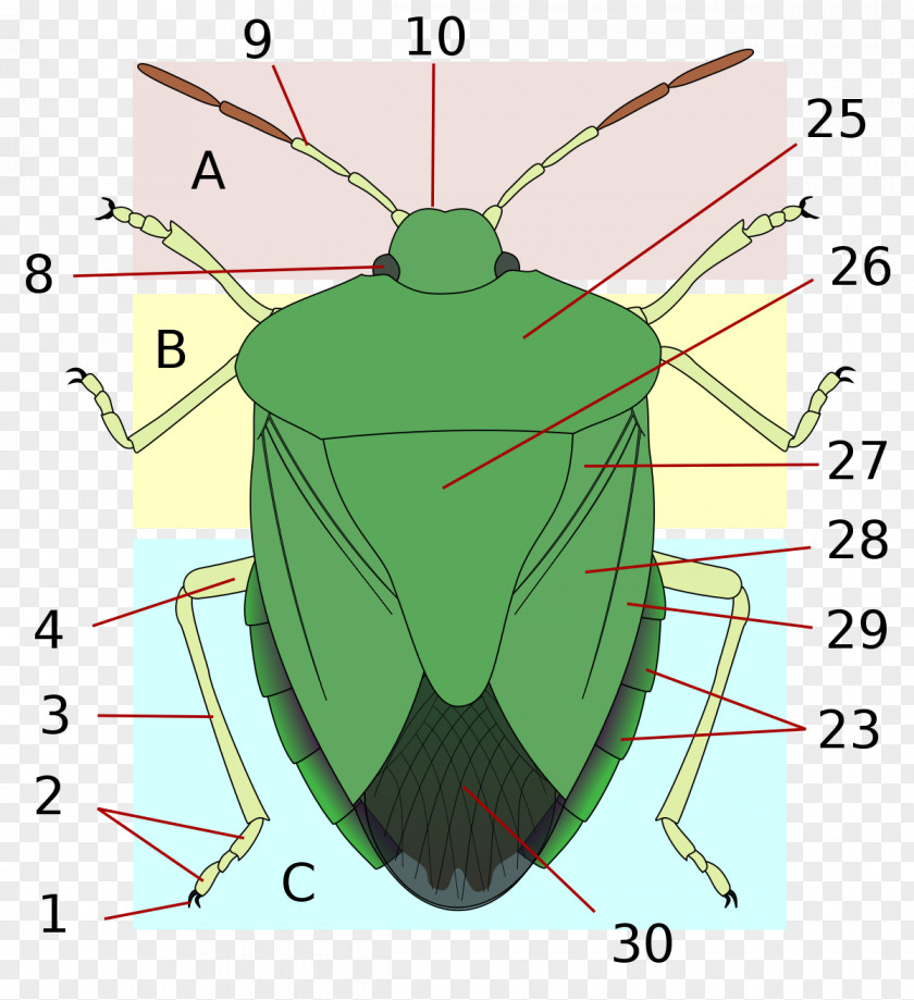 Acorn Squash Insect Wing Stink Bugs Heteroptera Brown Marmorated Bug PNG